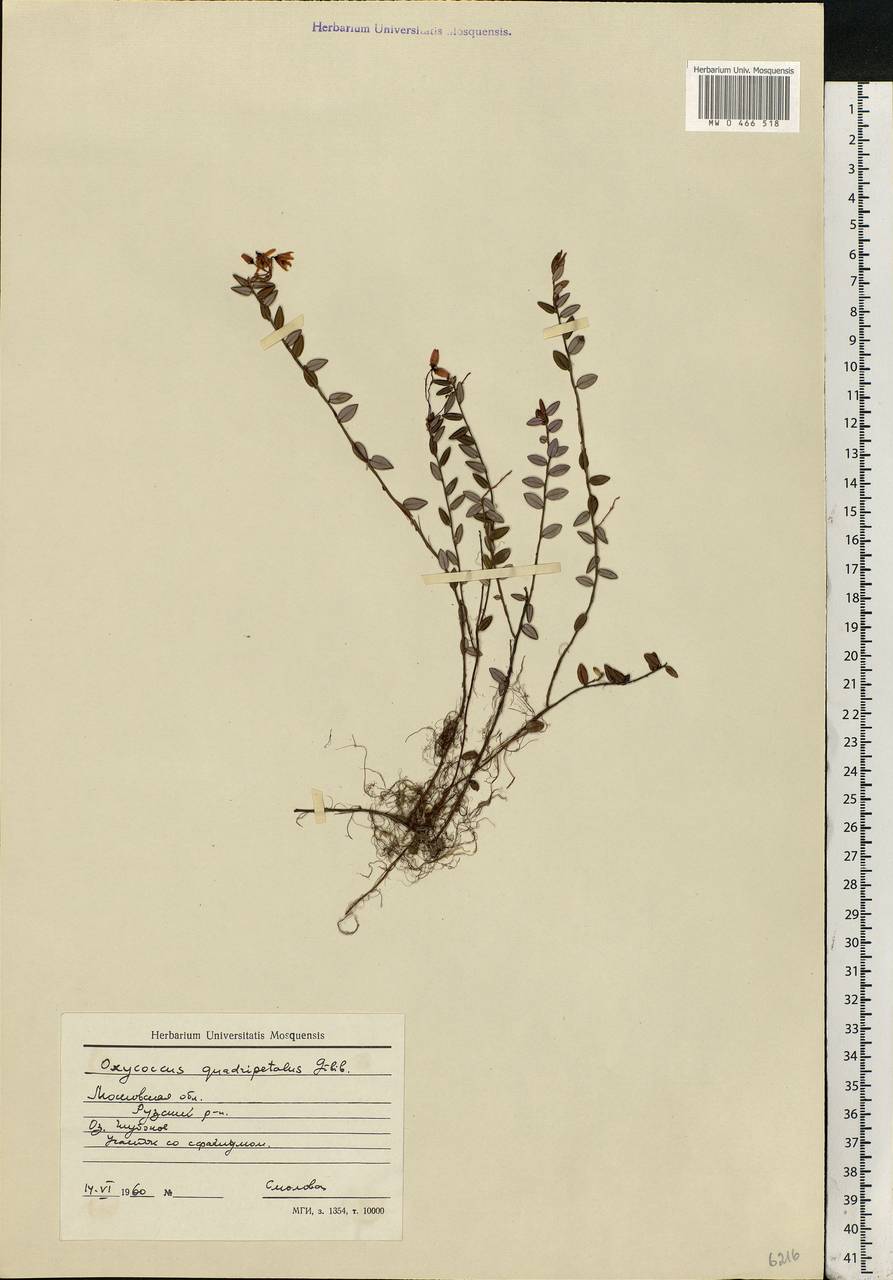 Vaccinium oxycoccos L., Eastern Europe, Moscow region (E4a) (Russia)