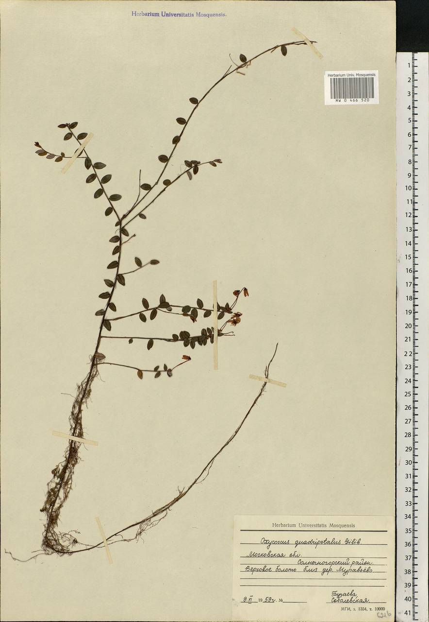 Vaccinium oxycoccos L., Eastern Europe, Moscow region (E4a) (Russia)