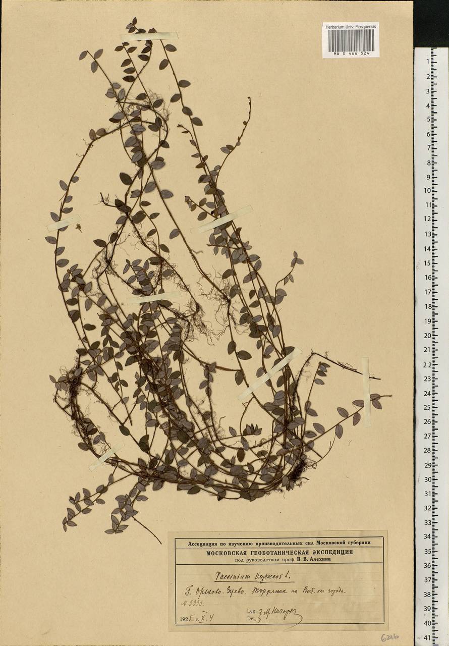 Vaccinium oxycoccos L., Eastern Europe, Moscow region (E4a) (Russia)