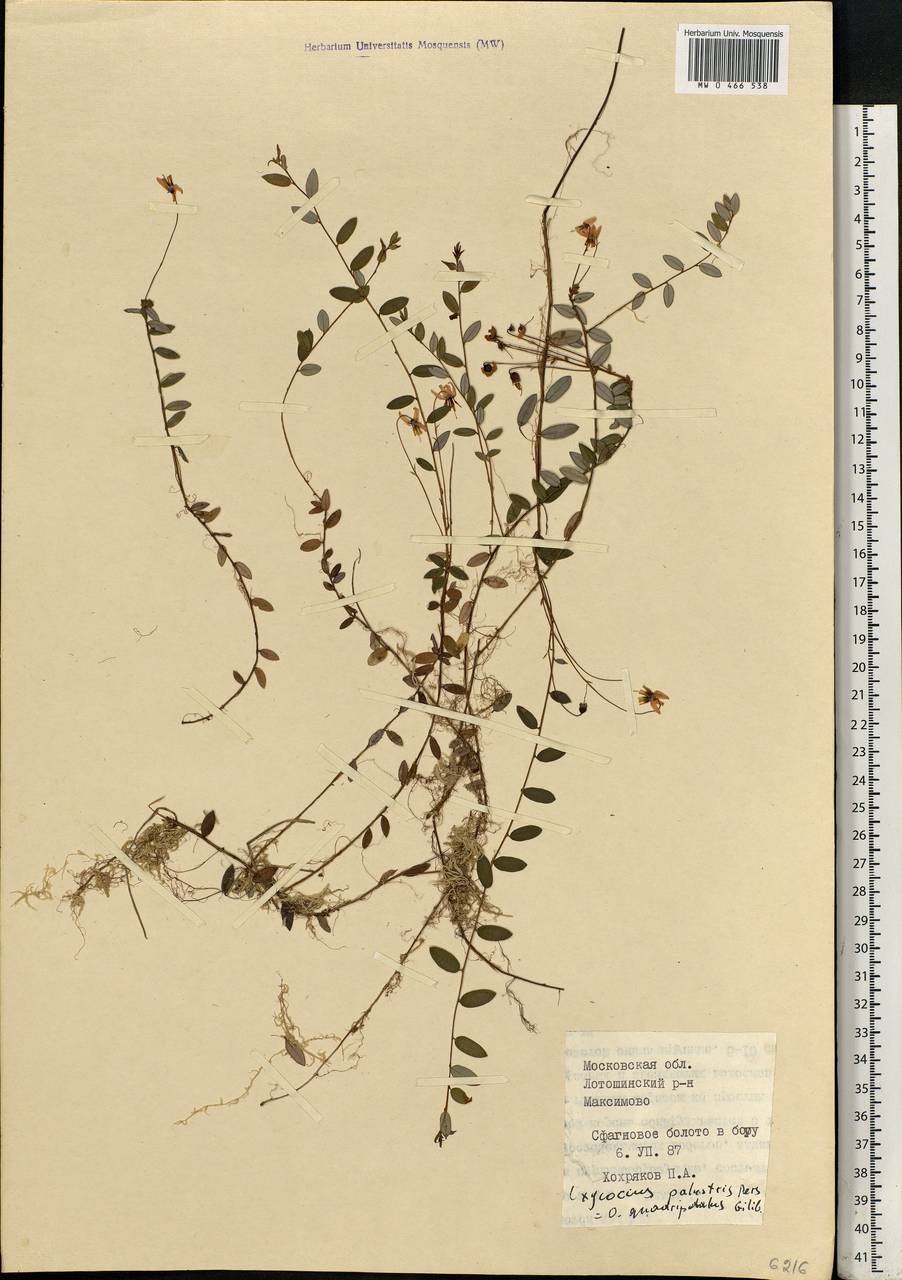 Vaccinium oxycoccos L., Eastern Europe, Moscow region (E4a) (Russia)