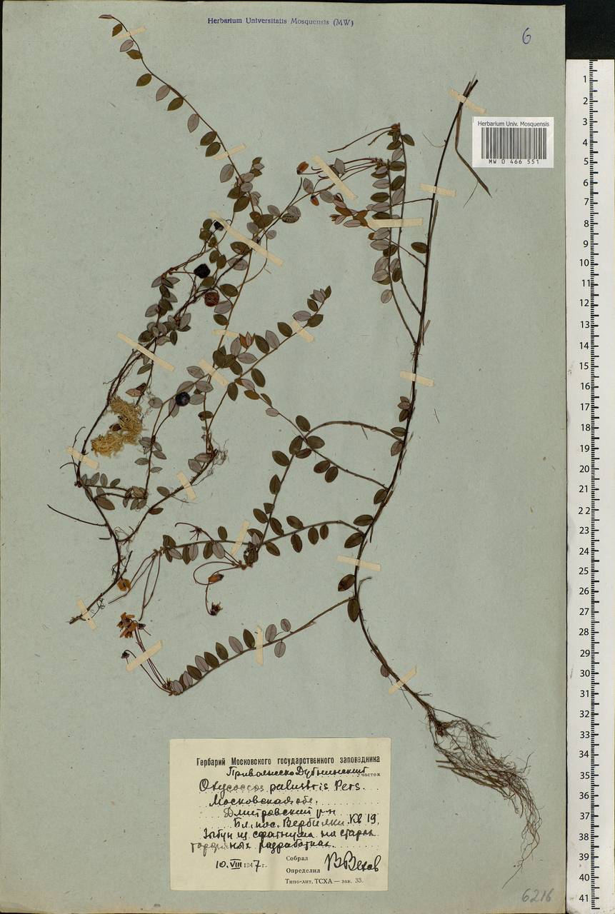 Vaccinium oxycoccos L., Eastern Europe, Moscow region (E4a) (Russia)