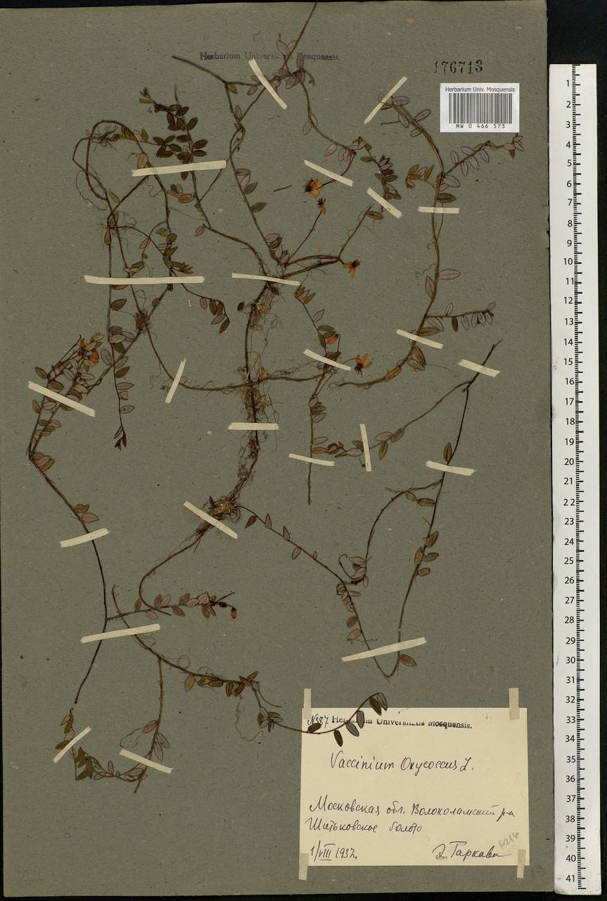 Vaccinium oxycoccos L., Eastern Europe, Moscow region (E4a) (Russia)