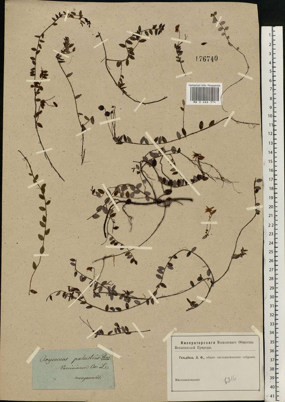 Vaccinium oxycoccos L., Eastern Europe, Moscow region (E4a) (Russia)