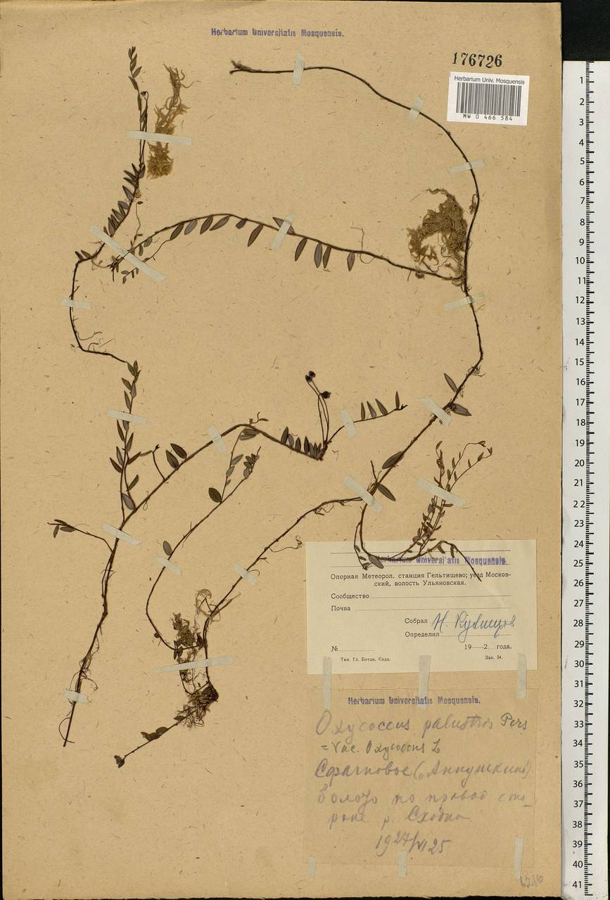 Vaccinium oxycoccos L., Eastern Europe, Moscow region (E4a) (Russia)