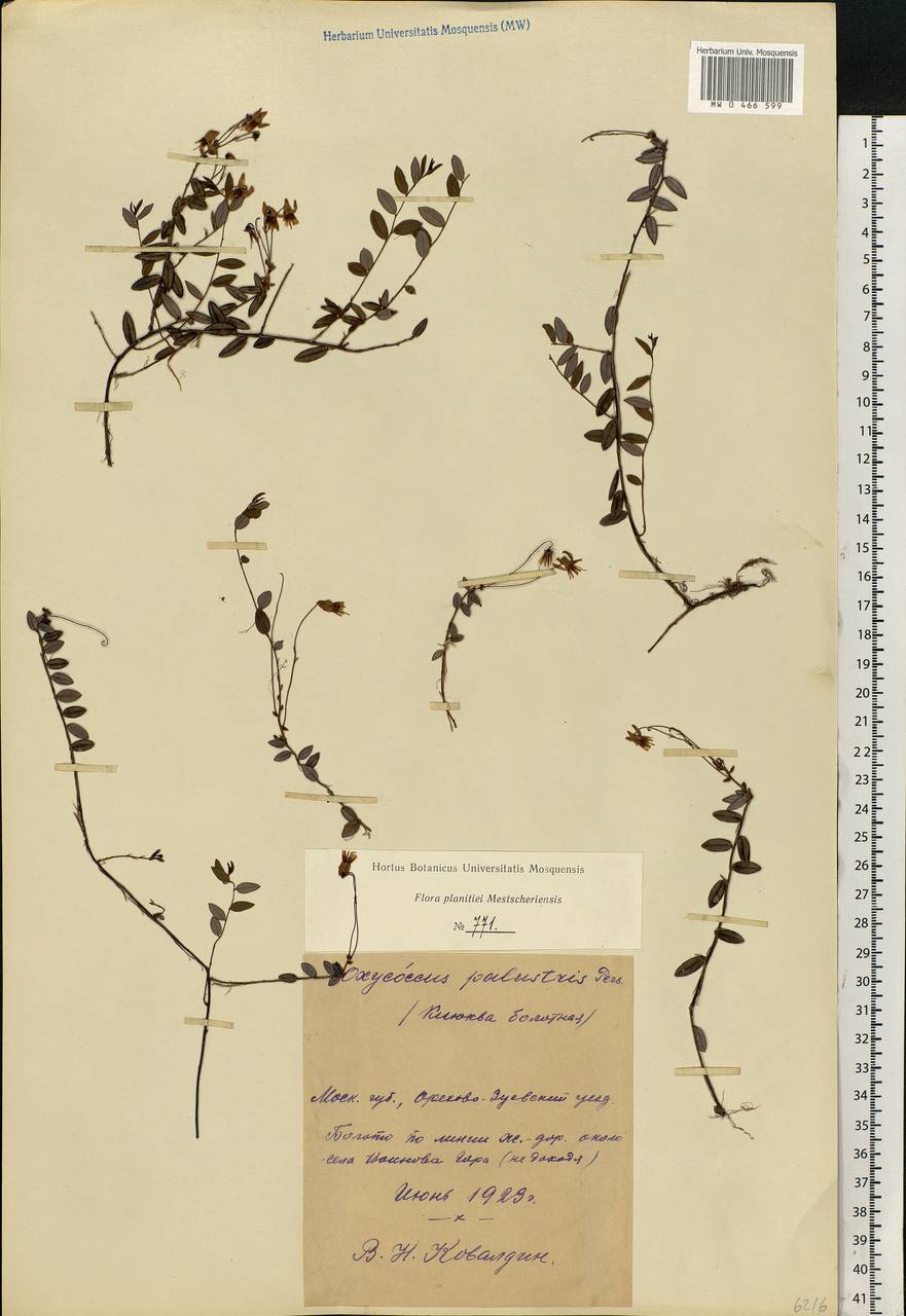 Vaccinium oxycoccos L., Eastern Europe, Moscow region (E4a) (Russia)