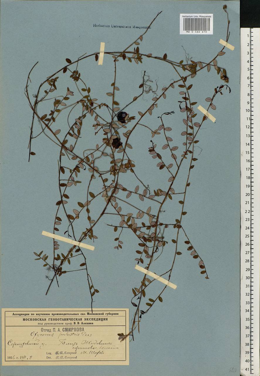 Vaccinium oxycoccos L., Eastern Europe, Moscow region (E4a) (Russia)