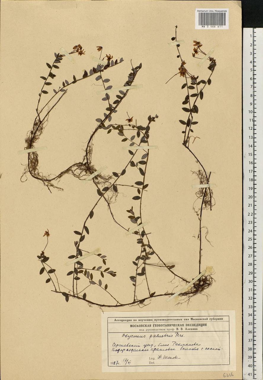 Vaccinium oxycoccos L., Eastern Europe, Moscow region (E4a) (Russia)