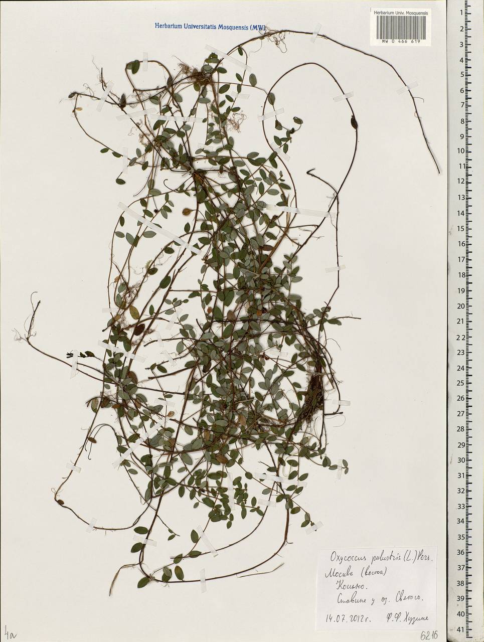 Vaccinium oxycoccos L., Eastern Europe, Moscow region (E4a) (Russia)
