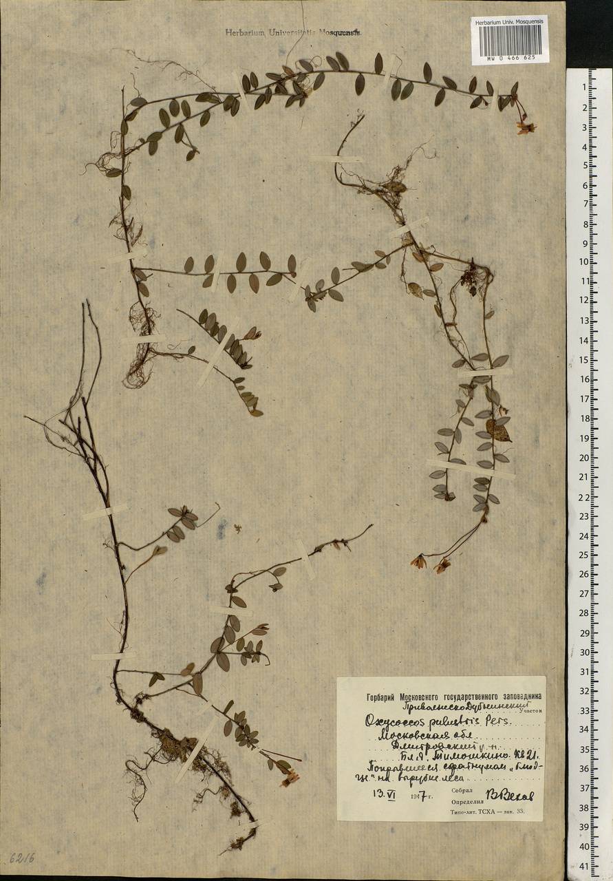 Vaccinium oxycoccos L., Eastern Europe, Moscow region (E4a) (Russia)