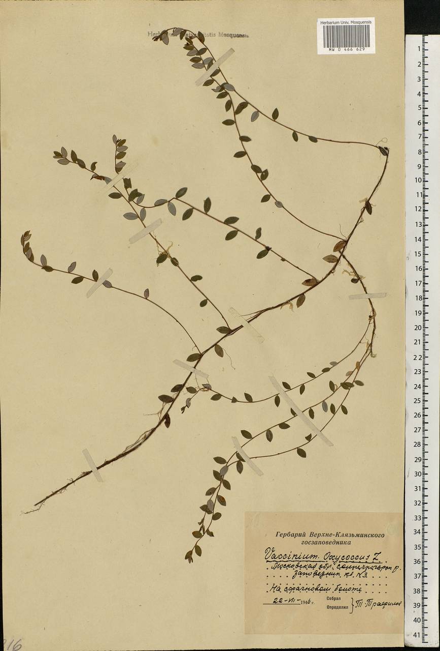 Vaccinium oxycoccos L., Eastern Europe, Moscow region (E4a) (Russia)