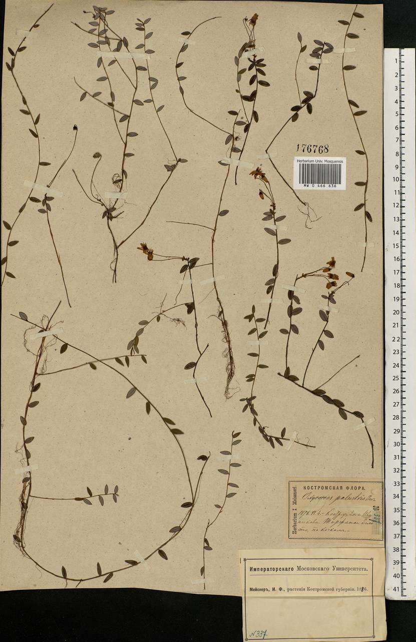 Vaccinium oxycoccos L., Eastern Europe, Central forest region (E5) (Russia)