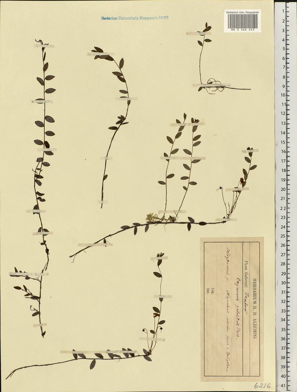 Vaccinium oxycoccos L., Eastern Europe, Central forest-and-steppe region (E6) (Russia)