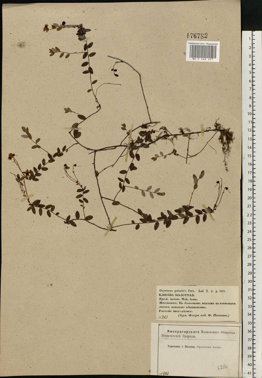 Vaccinium oxycoccos L., Eastern Europe, Central forest-and-steppe region (E6) (Russia)