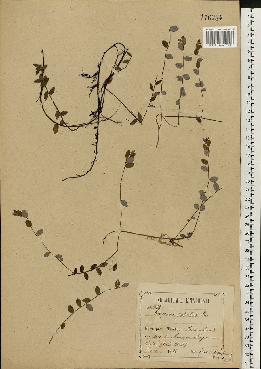 Vaccinium oxycoccos L., Eastern Europe, Central forest-and-steppe region (E6) (Russia)