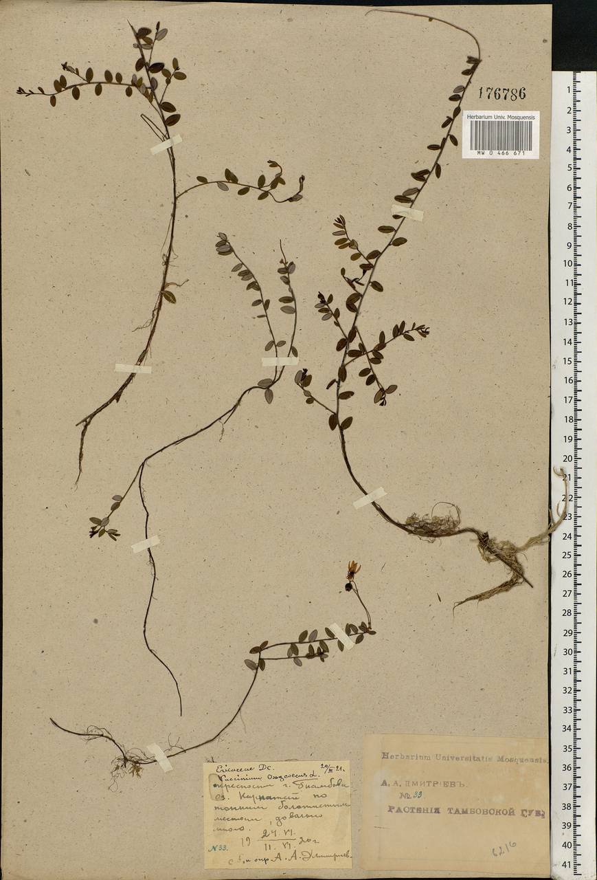 Vaccinium oxycoccos L., Eastern Europe, Central forest-and-steppe region (E6) (Russia)