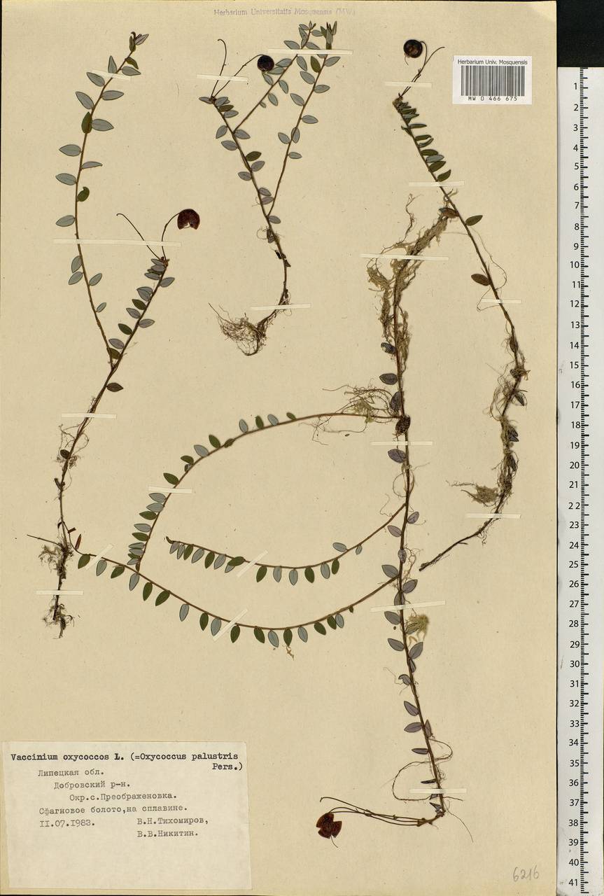 Vaccinium oxycoccos L., Eastern Europe, Central forest-and-steppe region (E6) (Russia)