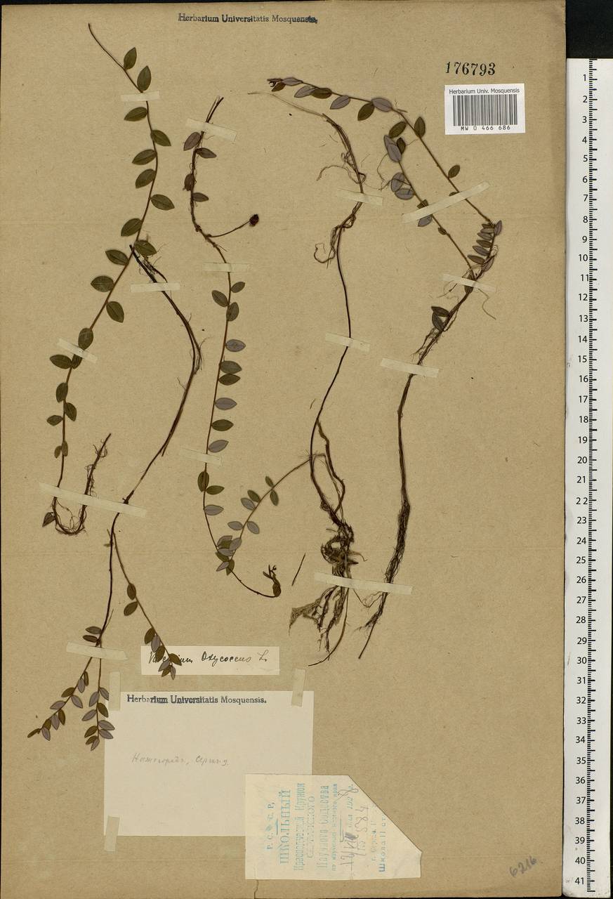 Vaccinium oxycoccos L., Eastern Europe, Volga-Kama region (E7) (Russia)