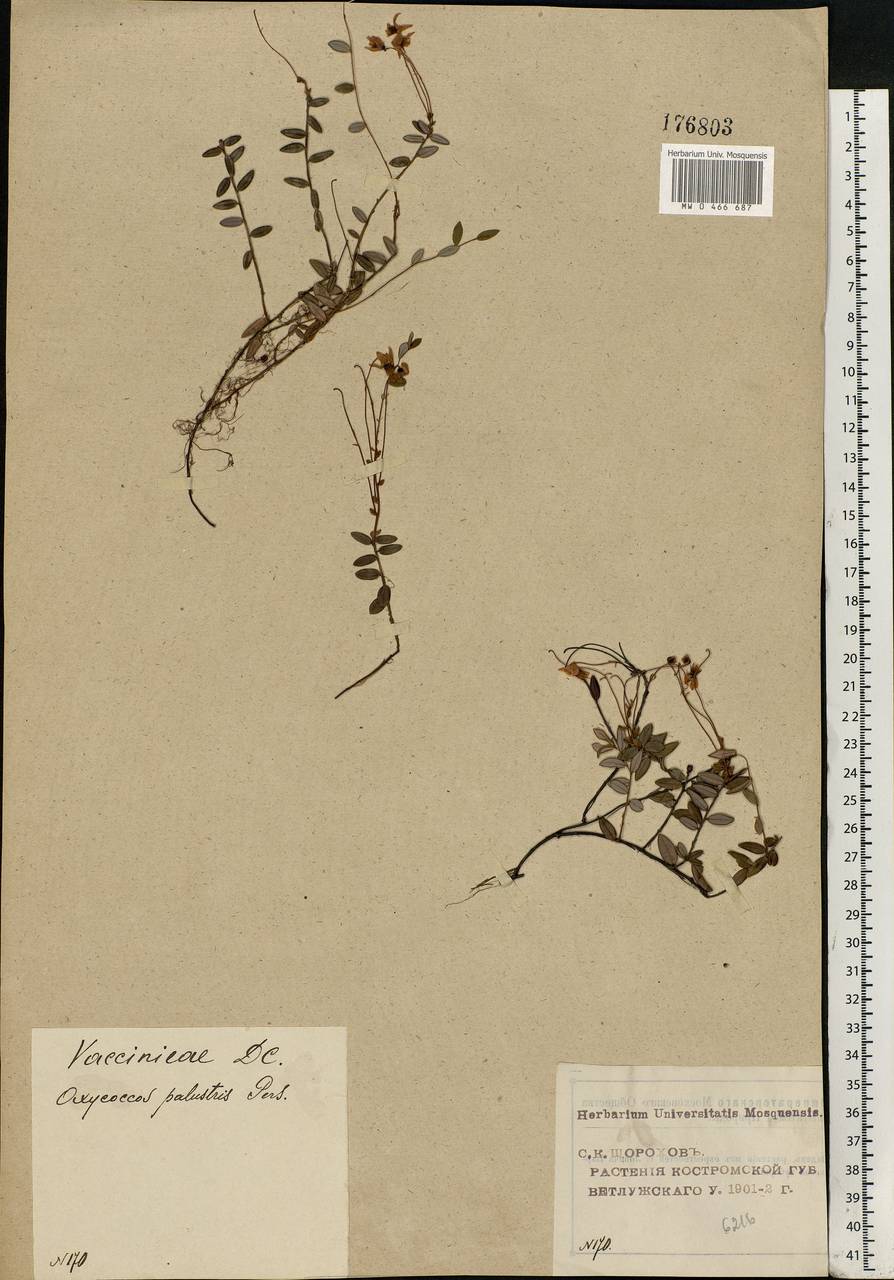 Vaccinium oxycoccos L., Eastern Europe, Volga-Kama region (E7) (Russia)