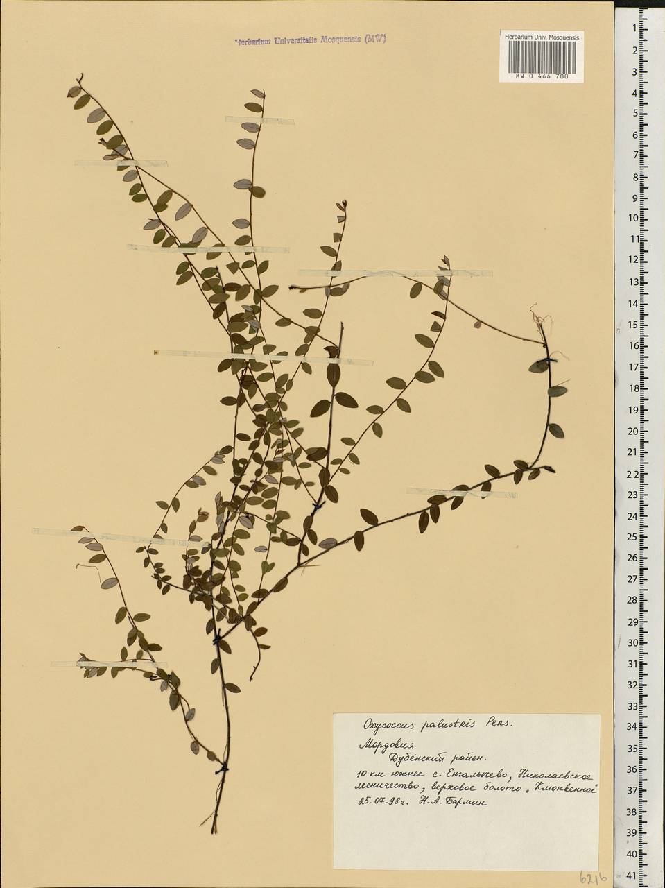 Vaccinium oxycoccos L., Eastern Europe, Middle Volga region (E8) (Russia)