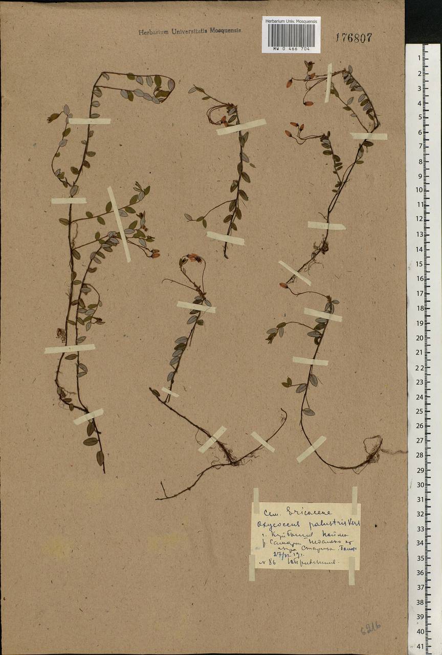 Vaccinium oxycoccos L., Eastern Europe, Middle Volga region (E8) (Russia)