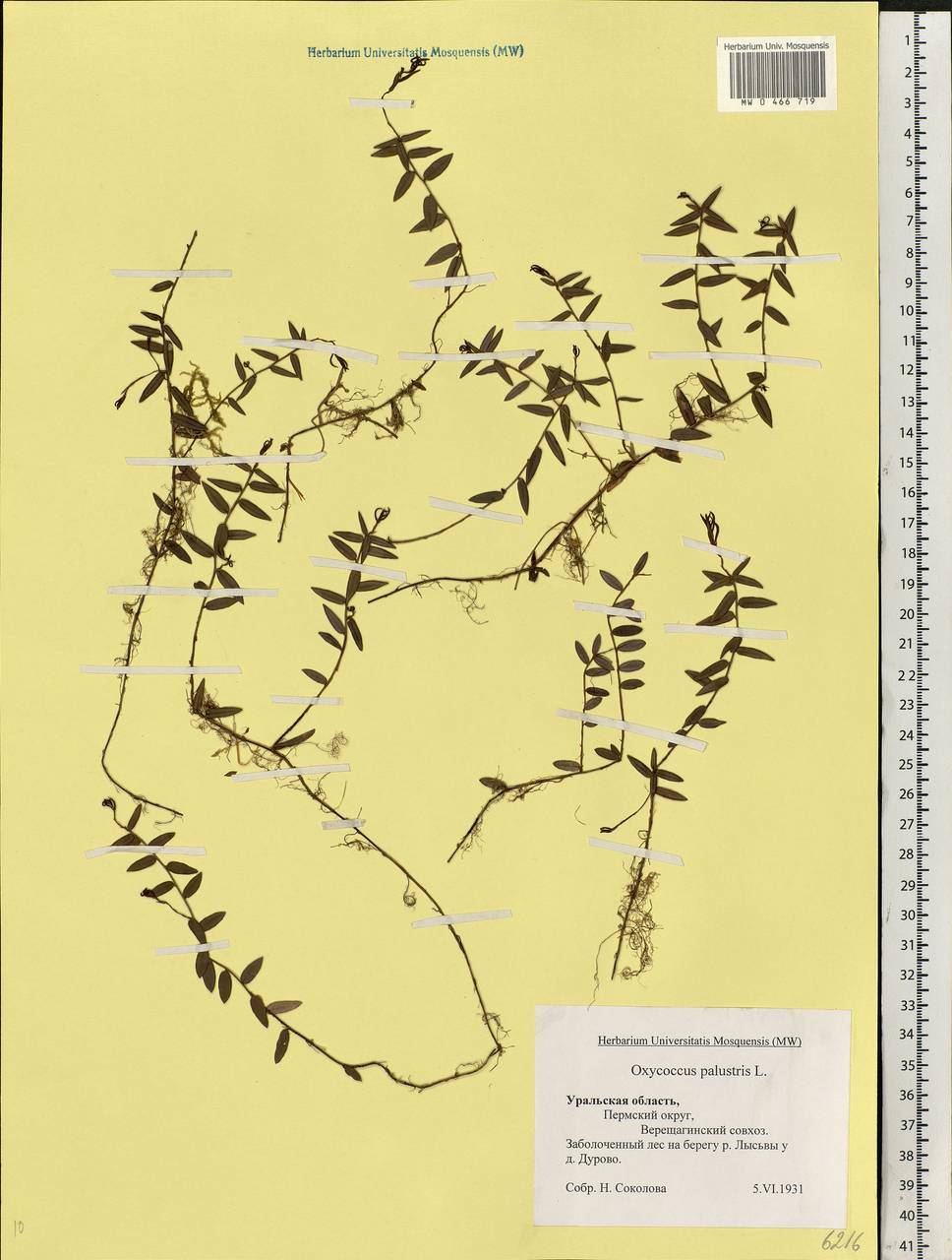 Vaccinium oxycoccos L., Eastern Europe, Eastern region (E10) (Russia)