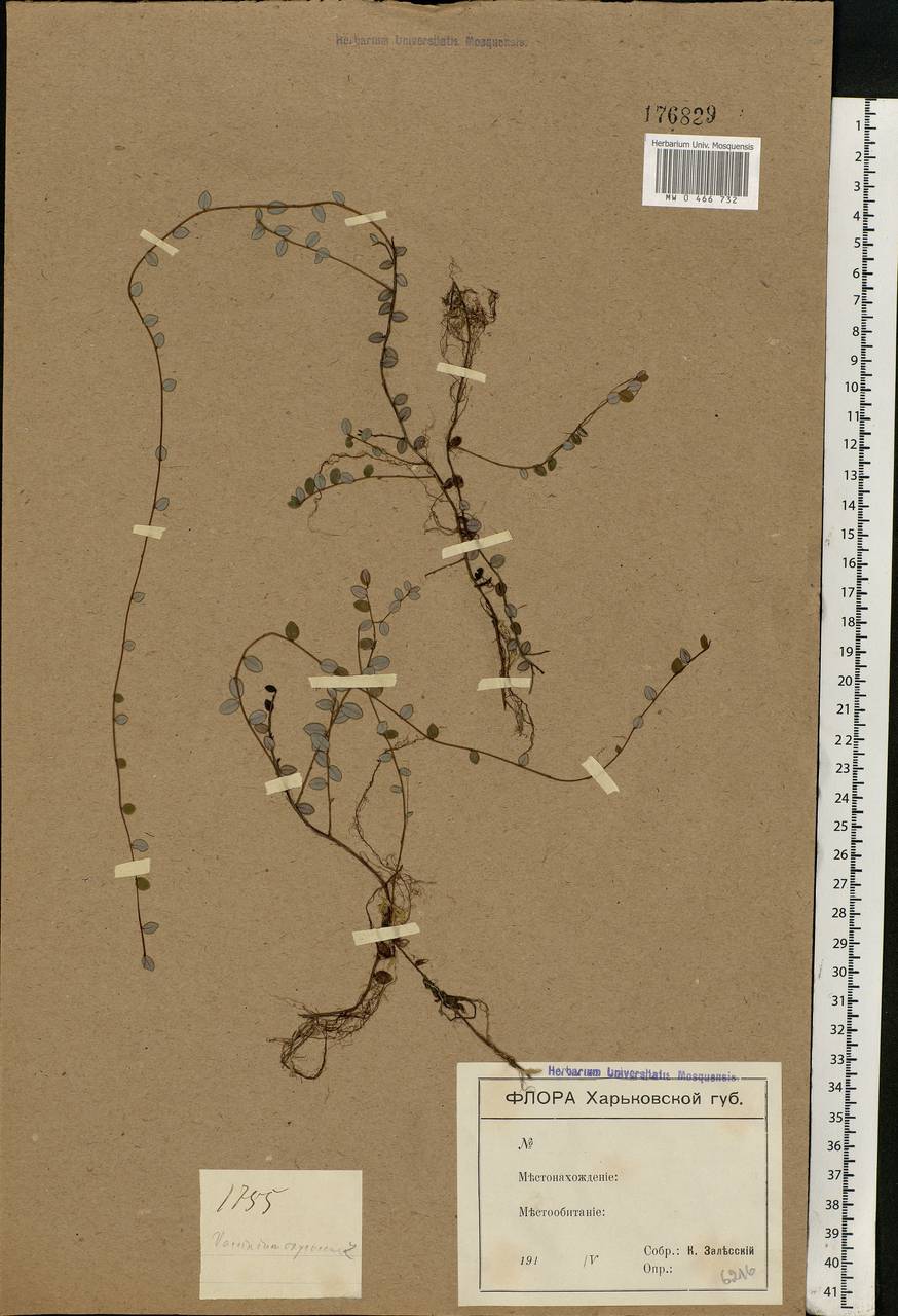 Vaccinium oxycoccos L., Eastern Europe, North Ukrainian region (E11) (Ukraine)