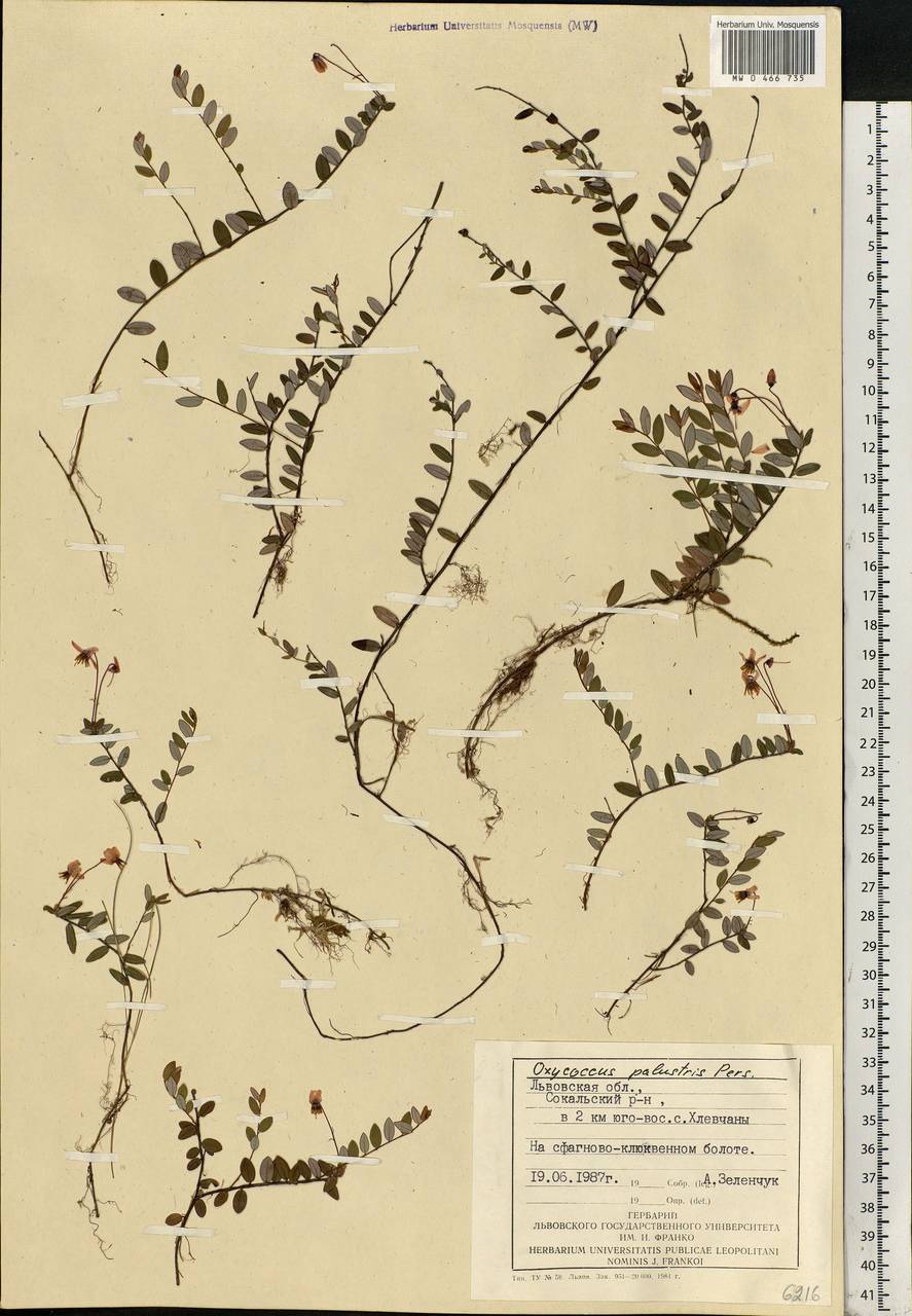 Vaccinium oxycoccos L., Eastern Europe, West Ukrainian region (E13) (Ukraine)