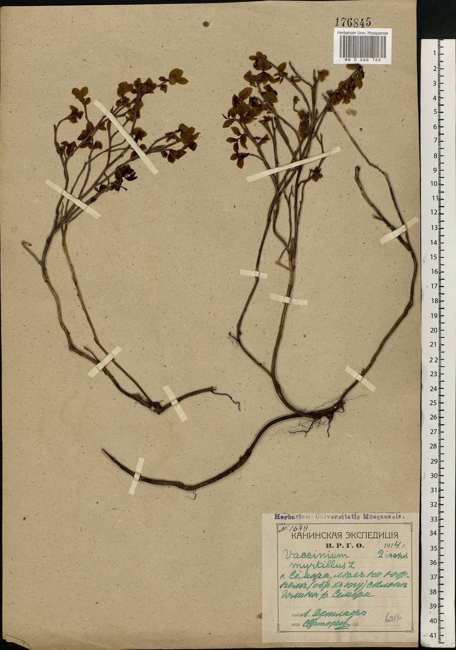 Vaccinium myrtillus L., Eastern Europe, Northern region (E1) (Russia)