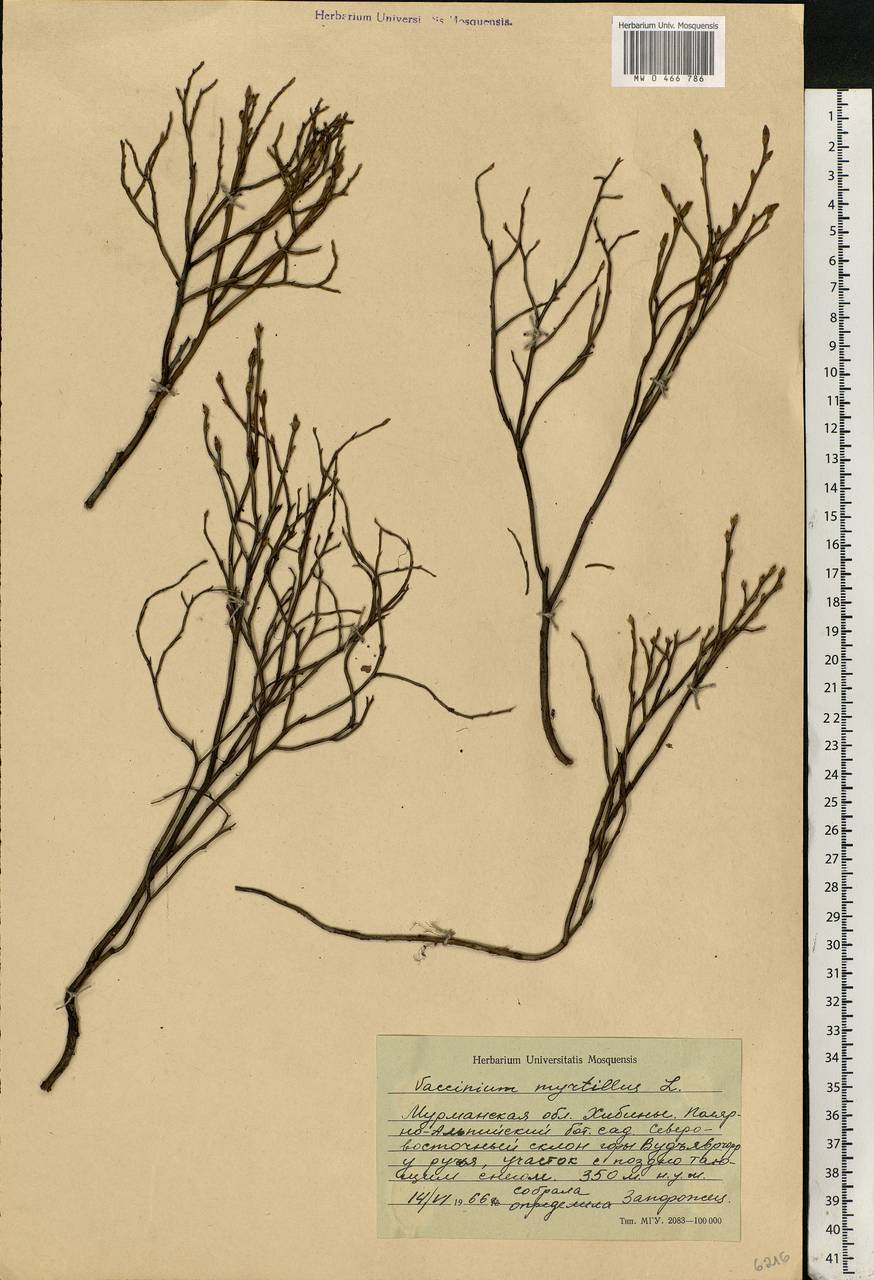 Vaccinium myrtillus L., Eastern Europe, Northern region (E1) (Russia)