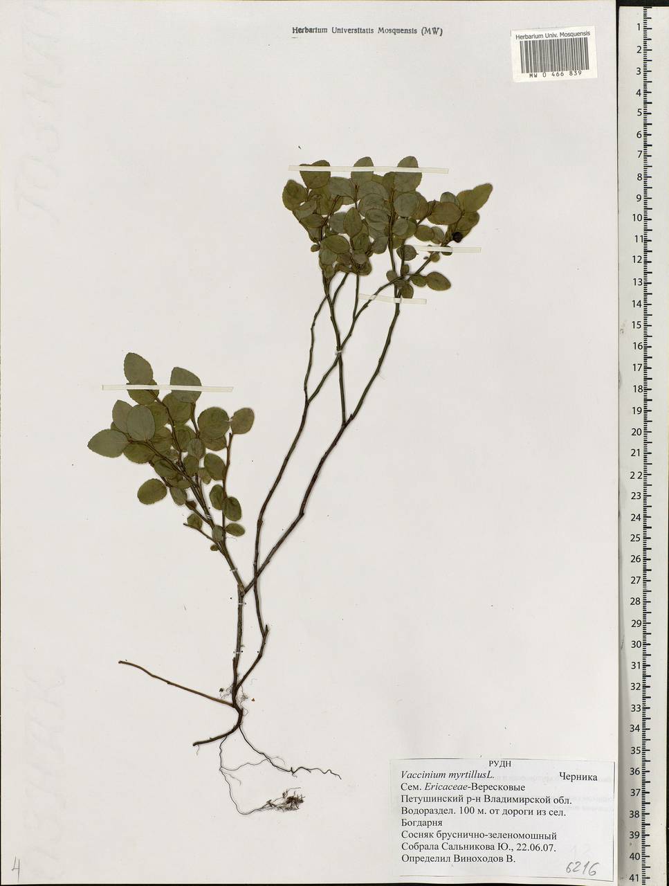 Vaccinium myrtillus L., Eastern Europe, Central region (E4) (Russia)