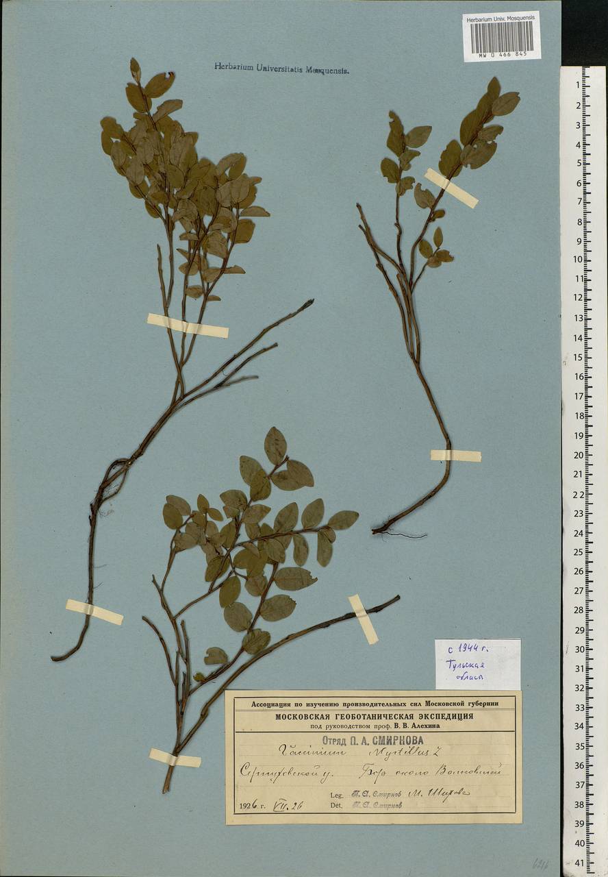 Vaccinium myrtillus L., Eastern Europe, Central region (E4) (Russia)