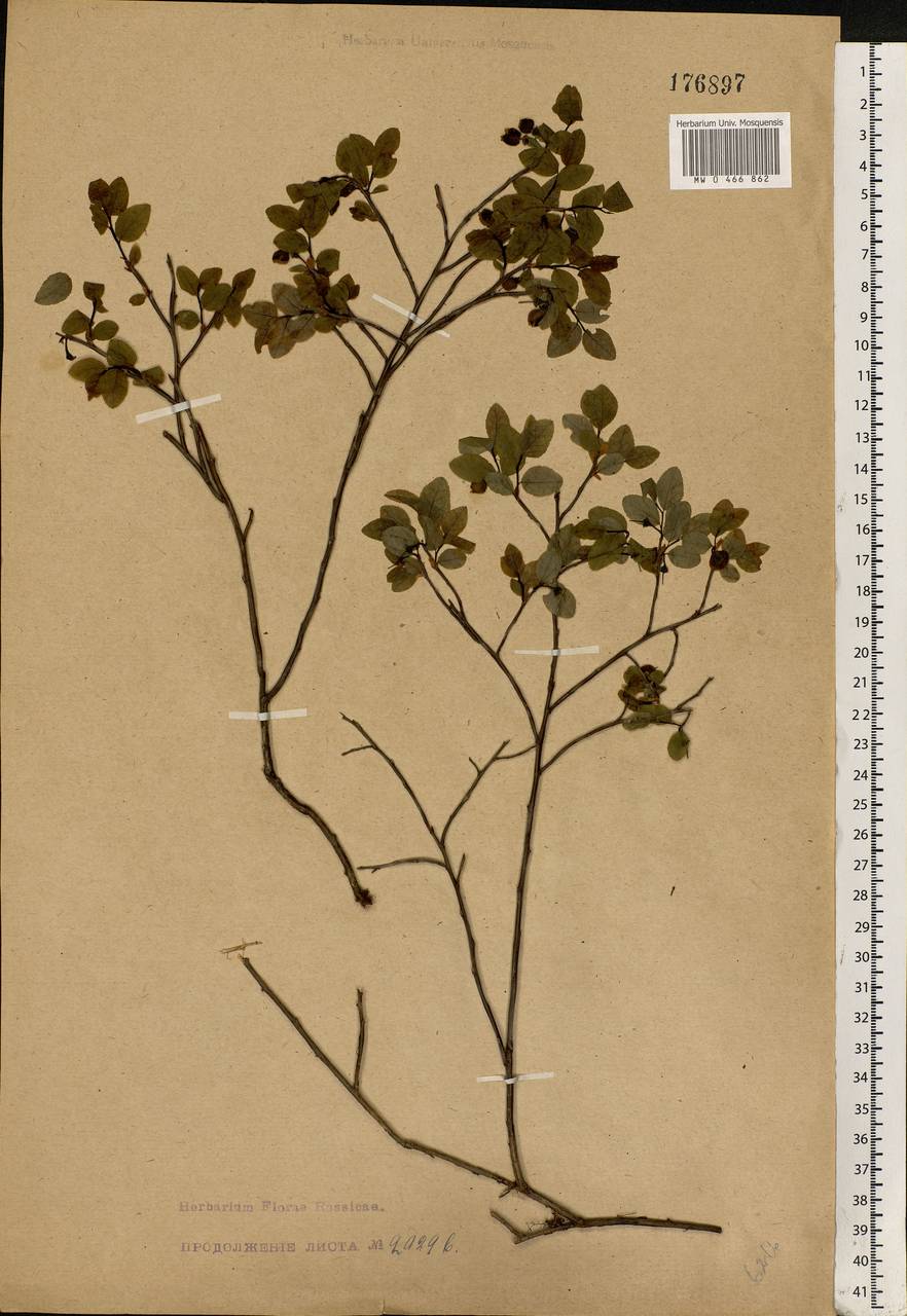 Vaccinium myrtillus L., Eastern Europe, Moscow region (E4a) (Russia)