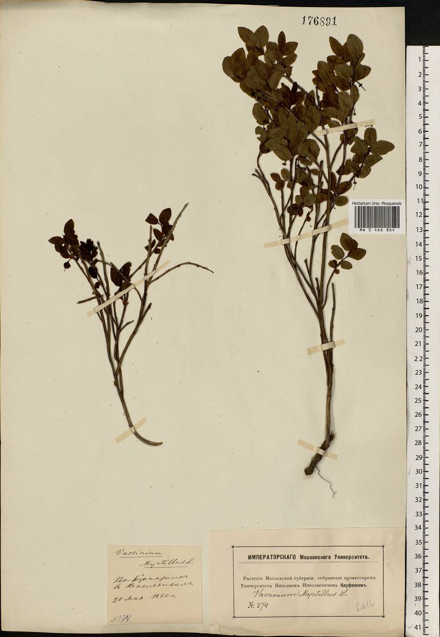 Vaccinium myrtillus L., Eastern Europe, Moscow region (E4a) (Russia)