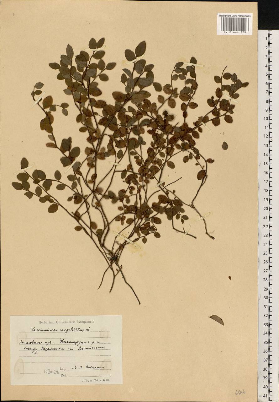 Vaccinium myrtillus L., Eastern Europe, Moscow region (E4a) (Russia)