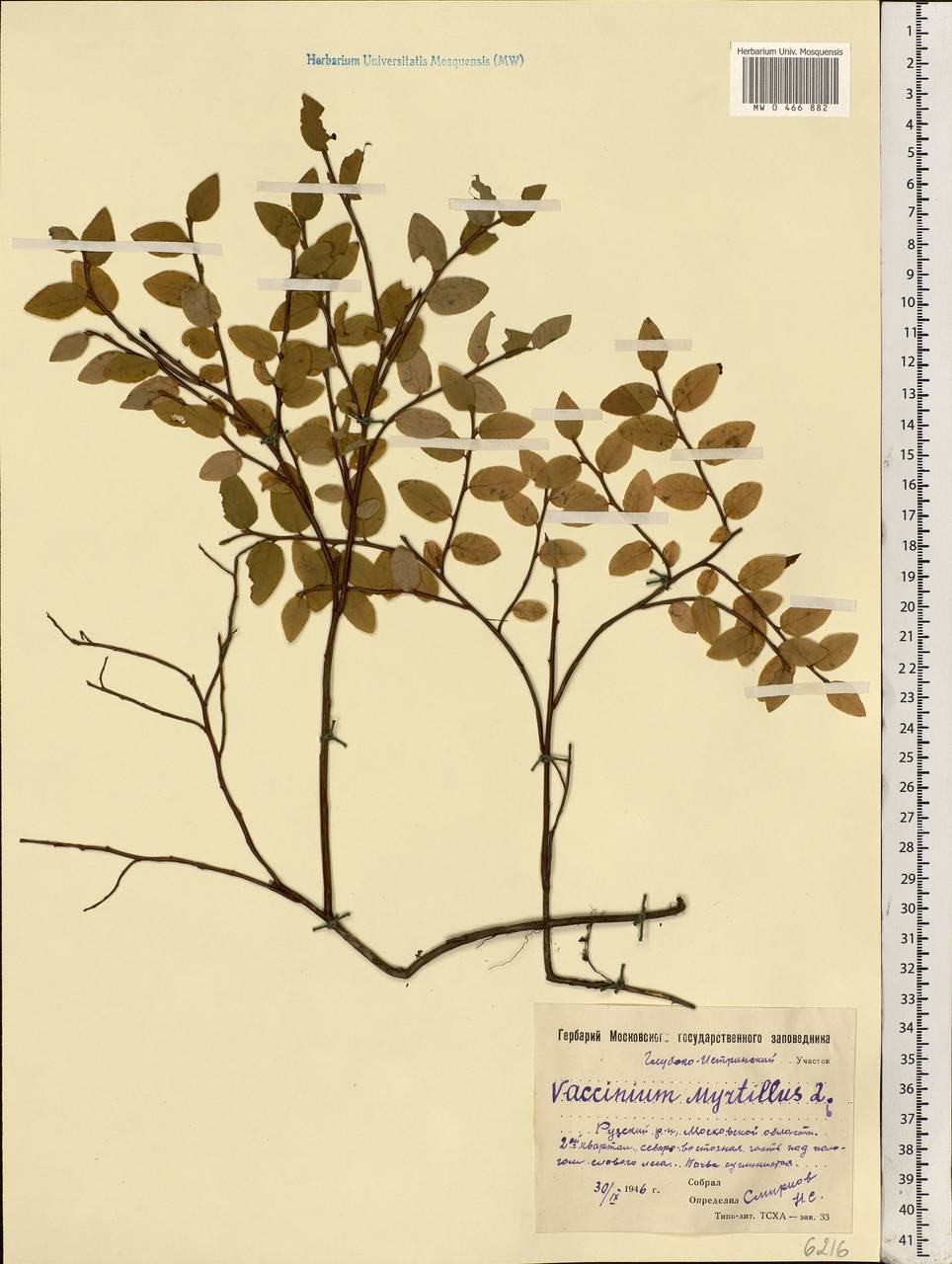 Vaccinium myrtillus L., Eastern Europe, Moscow region (E4a) (Russia)