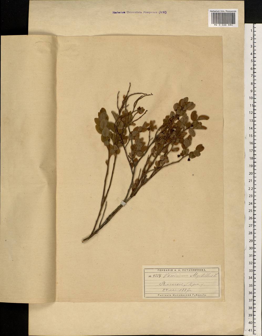 Vaccinium myrtillus L., Eastern Europe, Moscow region (E4a) (Russia)