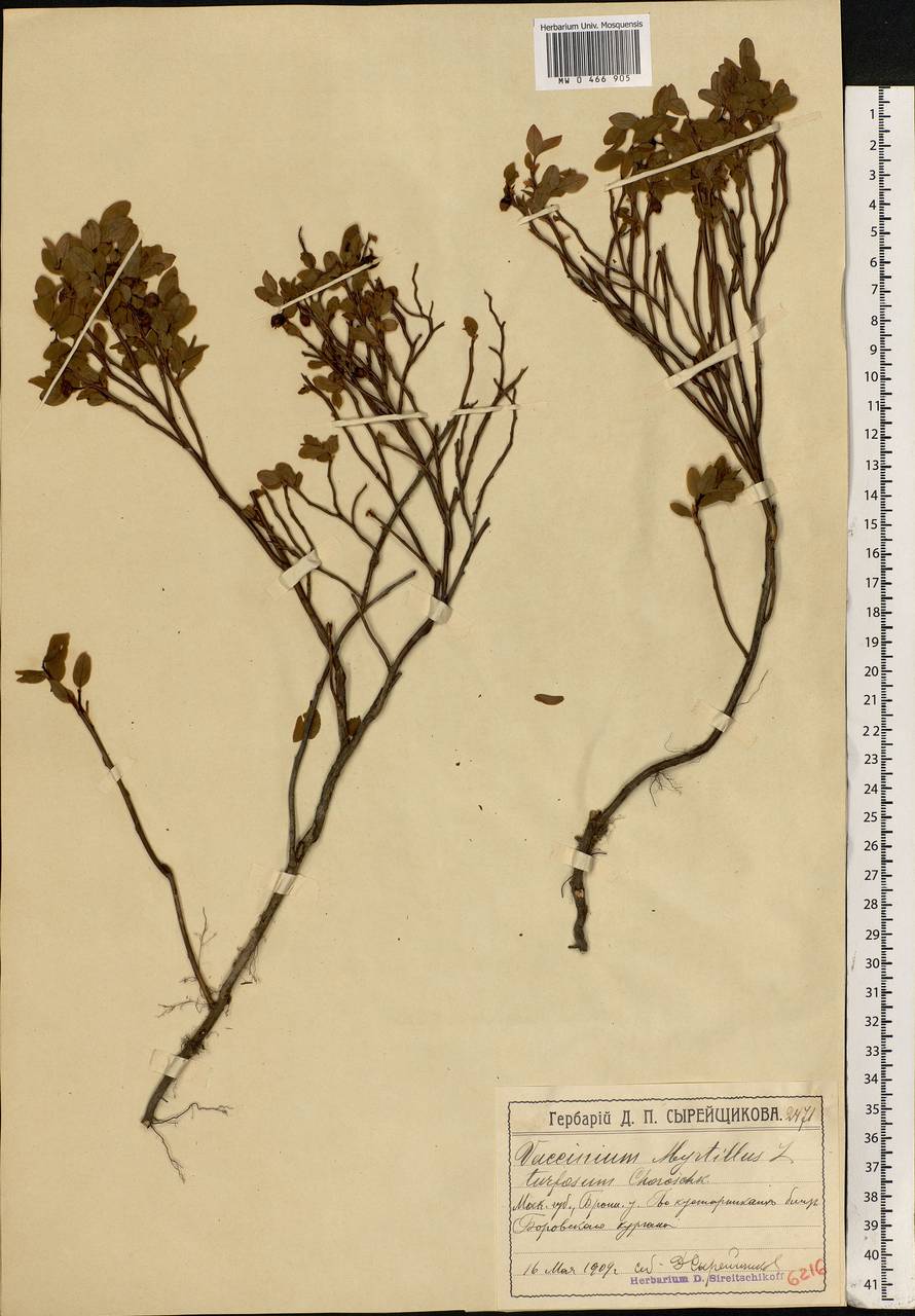 Vaccinium myrtillus L., Eastern Europe, Moscow region (E4a) (Russia)