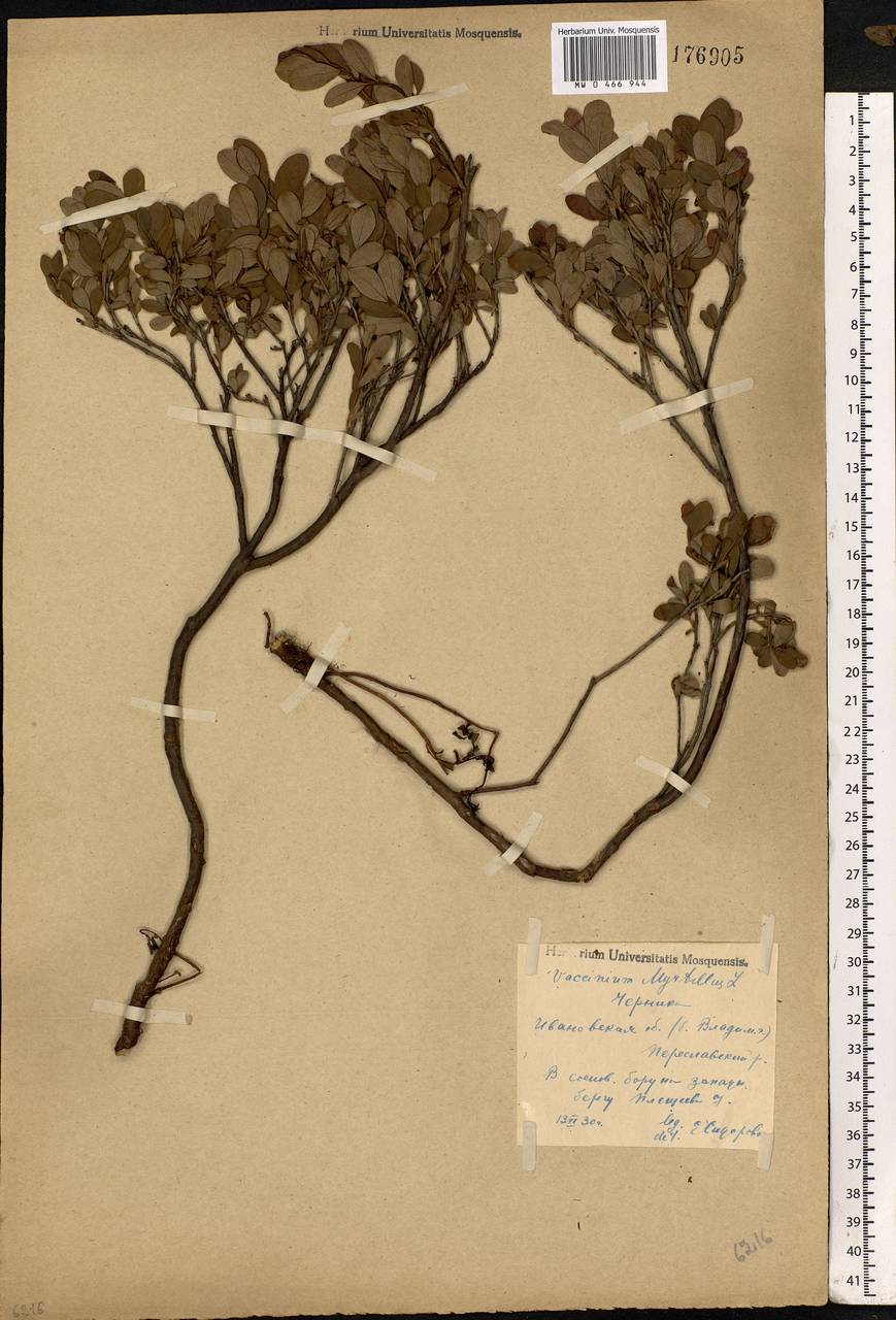 Vaccinium myrtillus L., Eastern Europe, Central forest region (E5) (Russia)