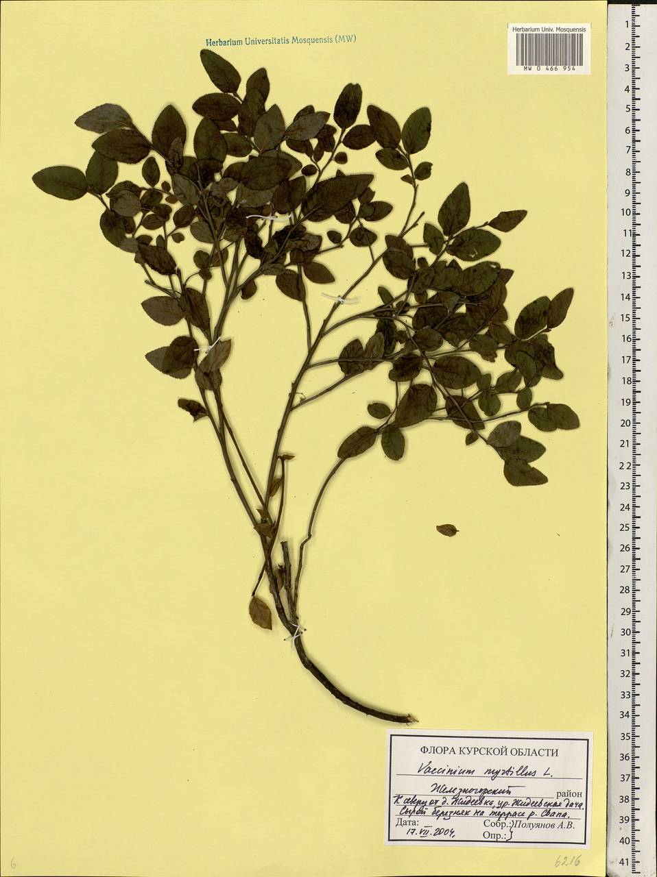 Vaccinium myrtillus L., Eastern Europe, Central forest-and-steppe region (E6) (Russia)