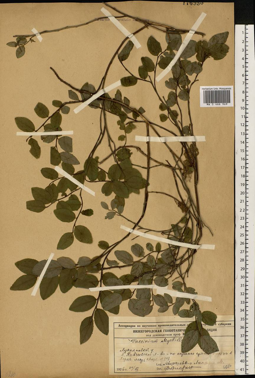 Vaccinium myrtillus L., Eastern Europe, Volga-Kama region (E7) (Russia)