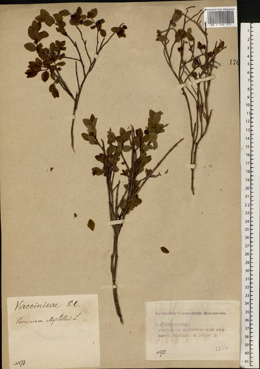 Vaccinium myrtillus L., Eastern Europe, Volga-Kama region (E7) (Russia)