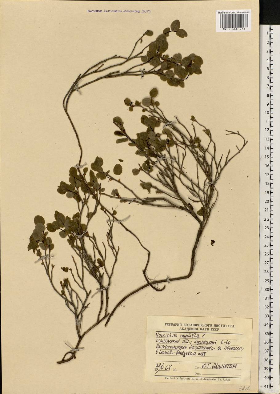 Vaccinium myrtillus L., Eastern Europe, Middle Volga region (E8) (Russia)