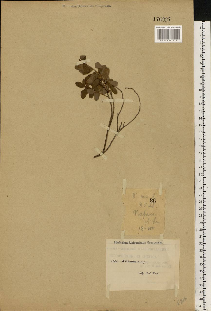 Vaccinium myrtillus L., Eastern Europe, Middle Volga region (E8) (Russia)