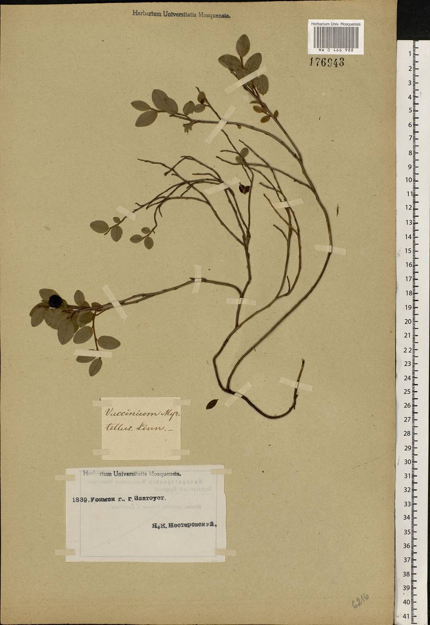 Vaccinium myrtillus L., Eastern Europe, Eastern region (E10) (Russia)