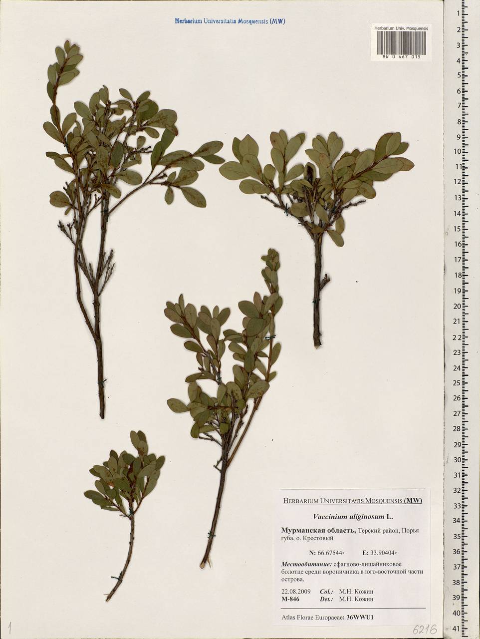 Vaccinium uliginosum L., Eastern Europe, Northern region (E1) (Russia)