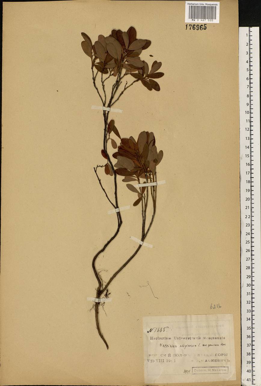 Vaccinium uliginosum L., Eastern Europe, Northern region (E1) (Russia)