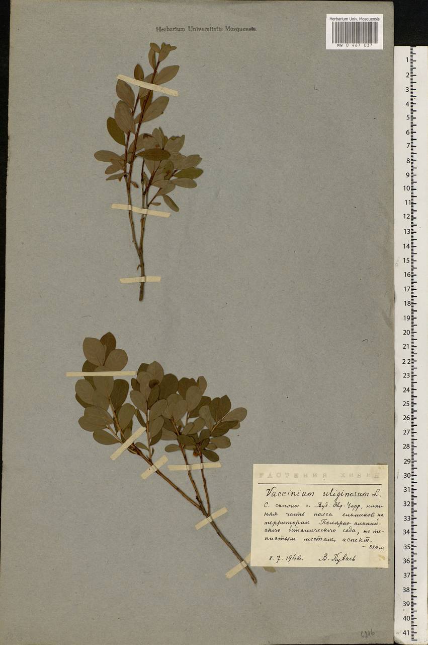 Vaccinium uliginosum L., Eastern Europe, Northern region (E1) (Russia)