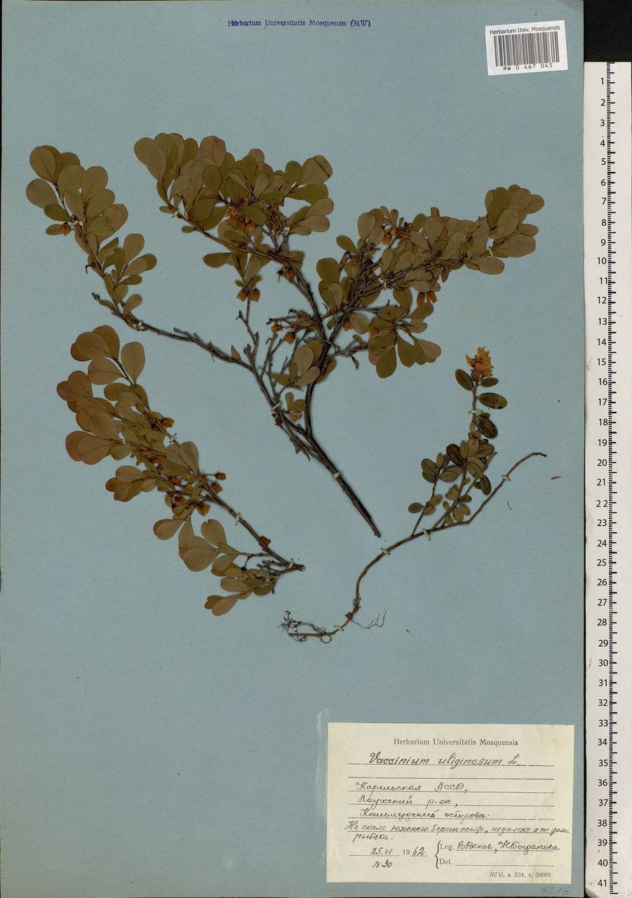 Vaccinium uliginosum L., Eastern Europe, Northern region (E1) (Russia)