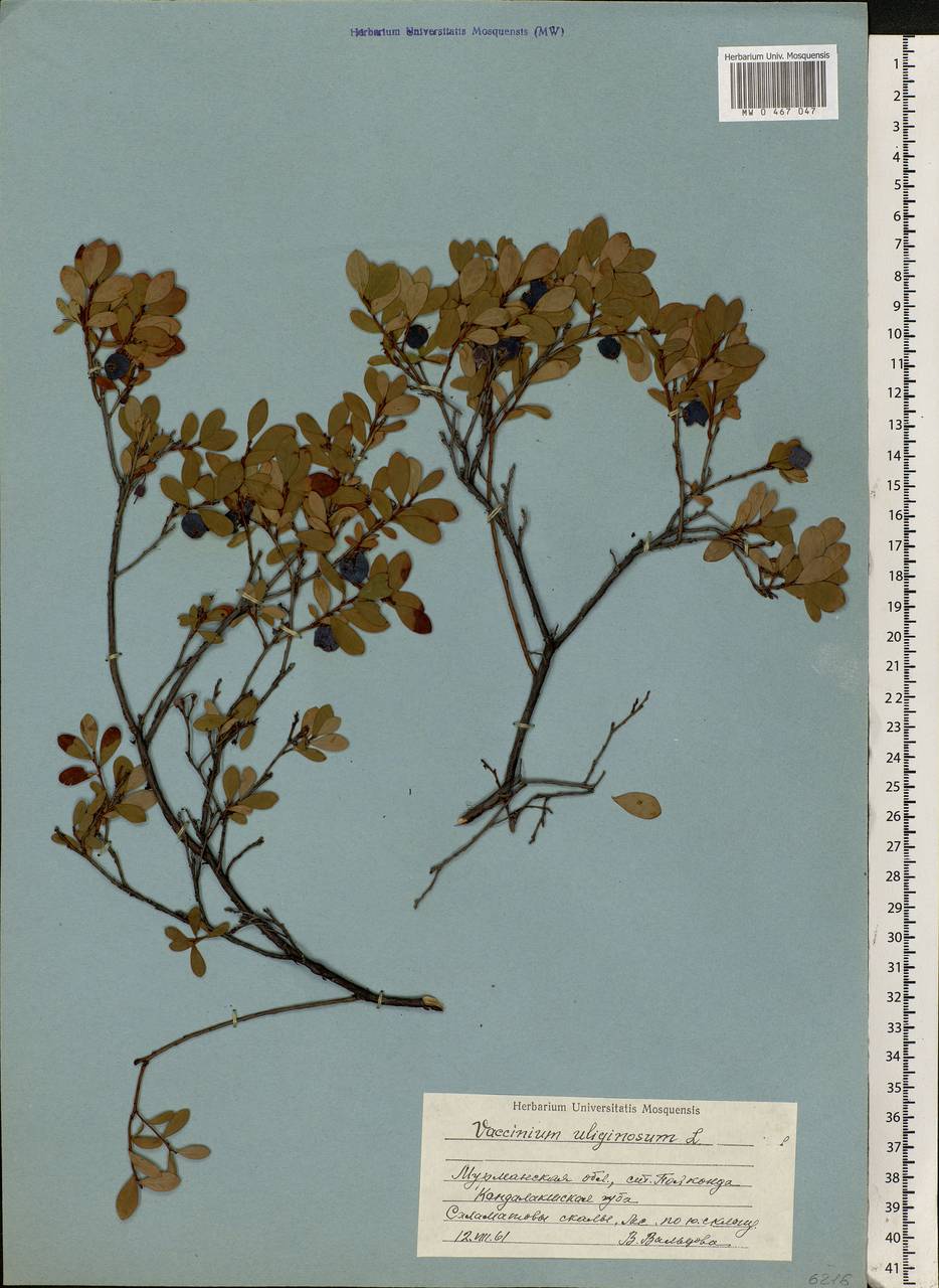 Vaccinium uliginosum L., Eastern Europe, Northern region (E1) (Russia)