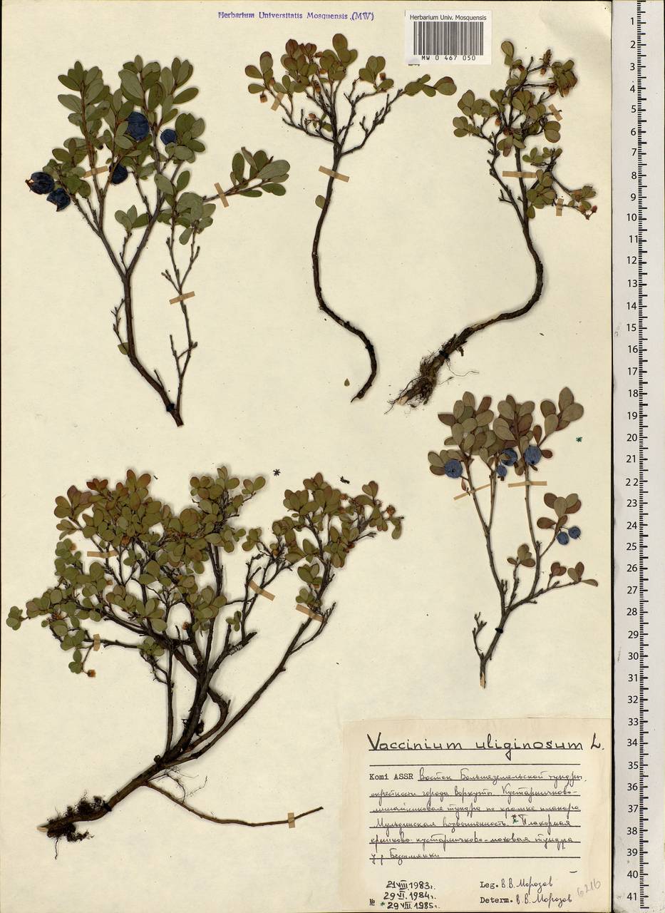 Vaccinium uliginosum L., Eastern Europe, Northern region (E1) (Russia)